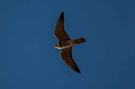 Attēlu rezultāti vaicājumam “Falco subbuteo”