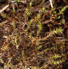 Attēlu rezultāti vaicājumam “Drepanocladus polygamus”