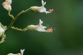 Attēlu rezultāti vaicājumam “Aesculus flava bud”
