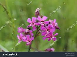 Attēlu rezultāti vaicājumam “Silene viscaria”