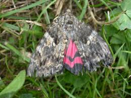 Attēlu rezultāti vaicājumam “Catocala sponsa”