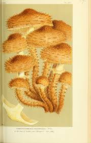 Attēlu rezultāti vaicājumam “Paludella squarrosa sporophyte”