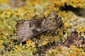 Attēlu rezultāti vaicājumam “Abrostola tripartita”