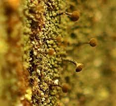 Attēlu rezultāti vaicājumam “Chaenotheca laevigata”