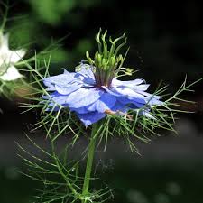 Image result for Nigella damascena