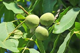 Attēlu rezultāti vaicājumam “Juglans regia fruit”