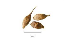 Attēlu rezultāti vaicājumam “Typha angustifolia  fruit”