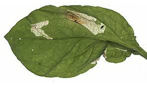 Attēlu rezultāti vaicājumam “Silene tatarica leaf”