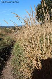 Attēlu rezultāti vaicājumam “Phalaroides arundinacea”