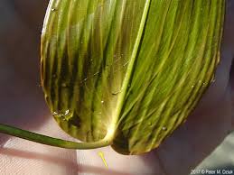 Attēlu rezultāti vaicājumam “Potamogeton natans leaf”