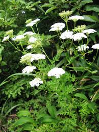 Attēlu rezultāti vaicājumam “Libanotis montana”