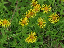 Attēlu rezultāti vaicājumam “Inula salicina flower”