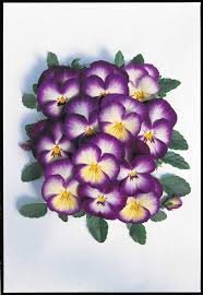 Attēlu rezultāti vaicājumam “Viola x williamsii”