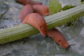 Attēlu rezultāti vaicājumam “Arion lusitanicus adult”