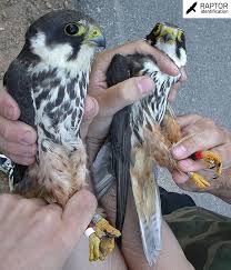 Attēlu rezultāti vaicājumam “Falco subbuteo adult”