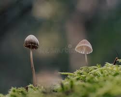 Attēlu rezultāti vaicājumam “Rhytidiadelphus squarrosus”