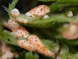 Attēlu rezultāti vaicājumam “Hypomyces armeniacus”