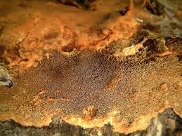 Attēlu rezultāti vaicājumam “Asterodon ferruginosus”