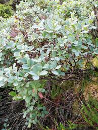 Attēlu rezultāti vaicājumam “Vaccinium uliginosum bud”