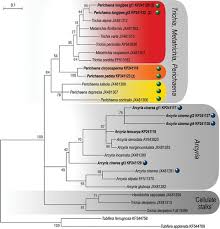 Attēlu rezultāti vaicājumam “Perichaena corticalis spores”