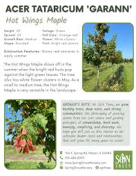 Attēlu rezultāti vaicājumam “Acer tataricum subsp. ginnala fruit”