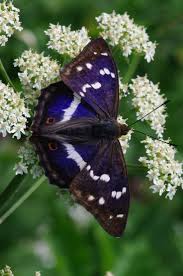 Attēlu rezultāti vaicājumam “Apatura iris male”