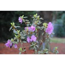 Attēlu rezultāti vaicājumam “Rhododendron sichotense flower”