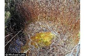 Attēlu rezultāti vaicājumam “Sphagnum compactum”