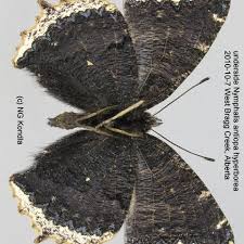 Attēlu rezultāti vaicājumam “Nymphalis antiopa underside”