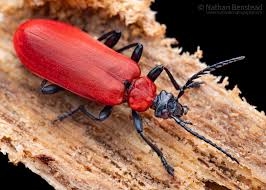 Attēlu rezultāti vaicājumam “Pyrochroa coccinea”