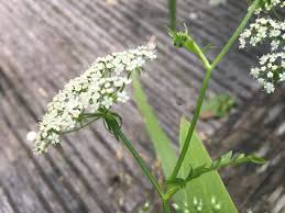 Attēlu rezultāti vaicājumam “Berula erecta leaf”