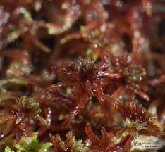 Attēlu rezultāti vaicājumam “Sphagnum warnstorfii”