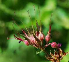 Attēlu rezultāti vaicājumam “Geranium bohemicum fruit”