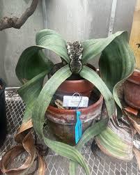 Attēlu rezultāti vaicājumam “Bulbochaete mirabilis”