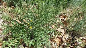 Attēlu rezultāti vaicājumam “Sisymbrium altissimum”