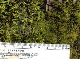 Attēlu rezultāti vaicājumam “Hypnum pallescens”