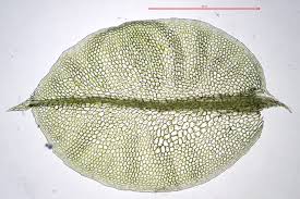 Attēlu rezultāti vaicājumam “Plagiomnium elatum”