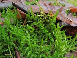 Attēlu rezultāti vaicājumam “Calliergonella cuspidata”