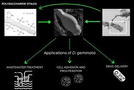 Attēlu rezultāti vaicājumam “Didymium aggregatum macro”