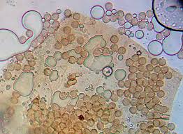 Attēlu rezultāti vaicājumam “Tubifera dudkae”