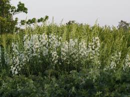 Image result for Weidenröschen