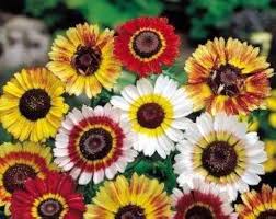 Image result for Chrysanthemum ptarmiciflorum