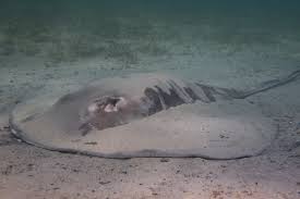 Image result for Bathytoshia brevicaudata