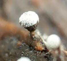 Attēlu rezultāti vaicājumam “Craterium leucocephalum”