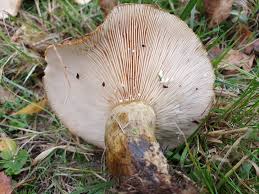 Attēlu rezultāti vaicājumam “Lactarius necator”