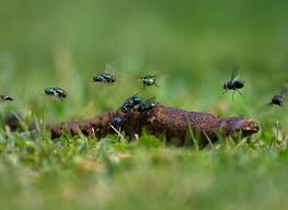Image result for insect poop