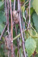 Attēlu rezultāti vaicājumam “Cimbex femoratus imago”