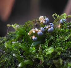 Attēlu rezultāti vaicājumam “Diderma floriforme young”