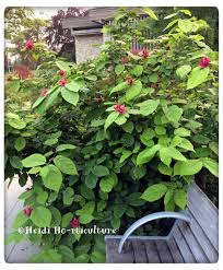 Attēlu rezultāti vaicājumam “Calycanthus floridus”