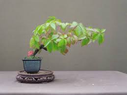 Image result for parthenocissus bonsai